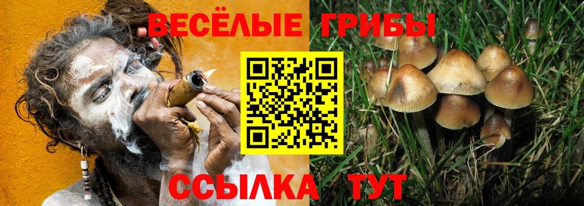 Псилоцибиновые грибы Psilocybine cubensis  купить   Черняховск  Вход с VPN  Псилоцибиновые грибы прущие грибы 