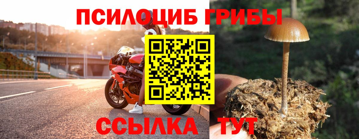 Галлюциногенные грибы Psilocybine cubensis Черняховск